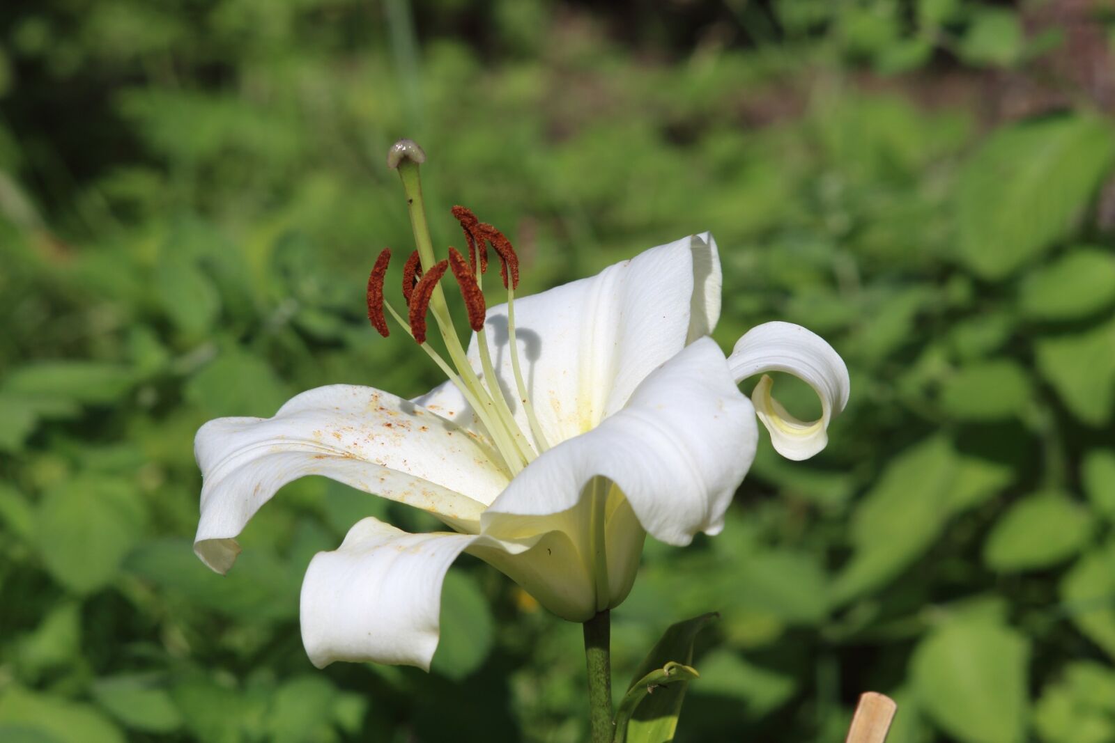 Canon EOS 1200D (EOS Rebel T5 / EOS Kiss X70 / EOS Hi) sample photo. Nature, plant, flower photography