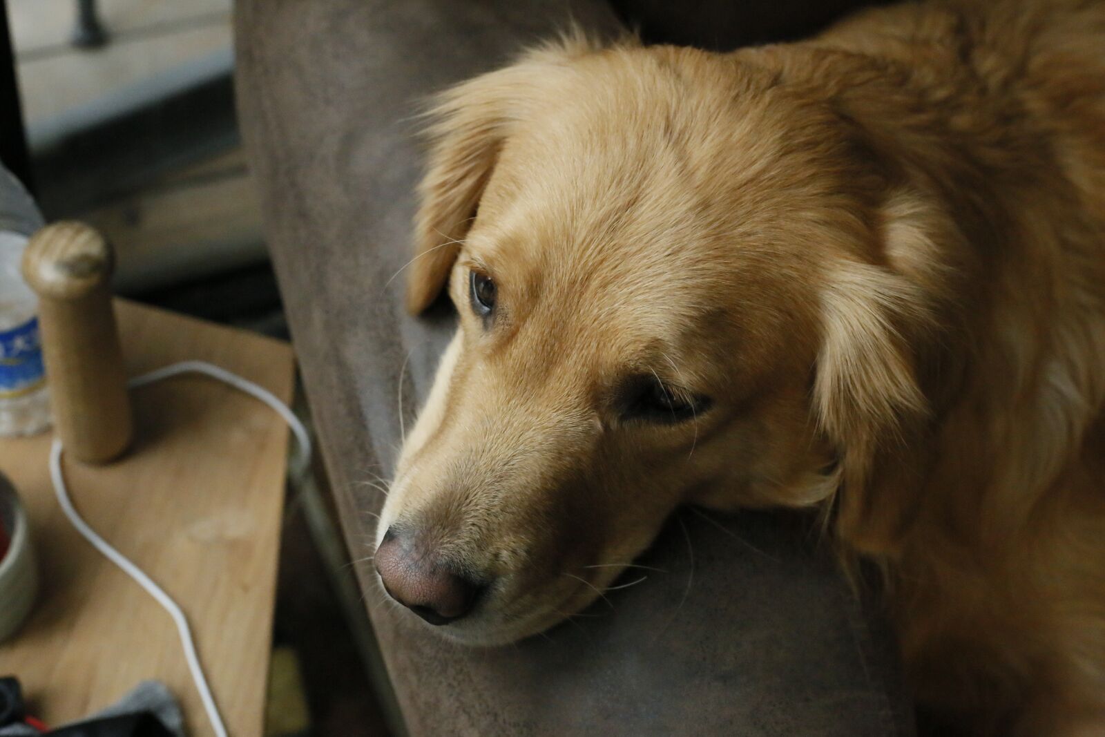Canon EOS 6D + Canon EF 50mm F1.8 STM sample photo. Dog, mammal, canine photography
