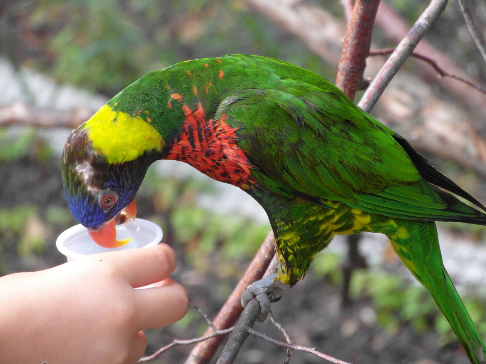 Samsung WB750 sample photo. Bird, feed, parrot photography