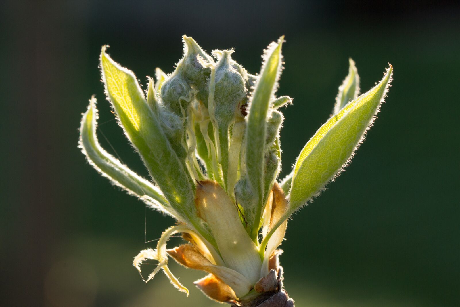 Canon EOS 60D sample photo. Nature, plant, leaf photography