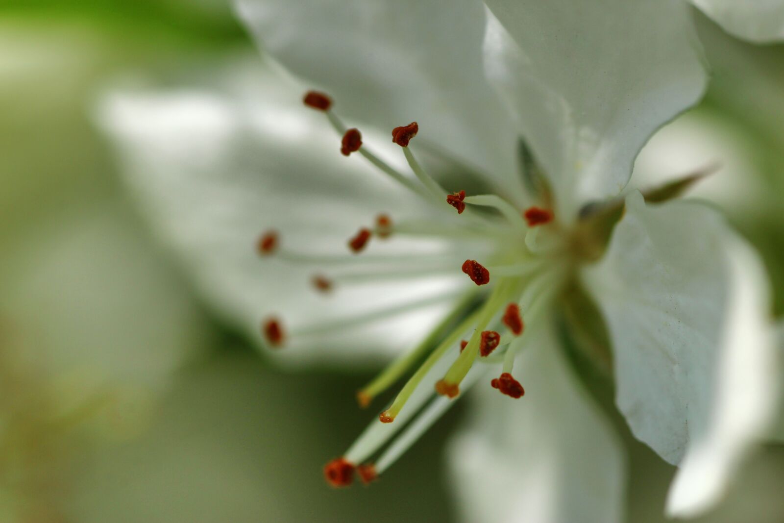 Tamron SP 90mm F2.8 Di VC USD 1:1 Macro sample photo. Apple blossom, macro, blossom photography