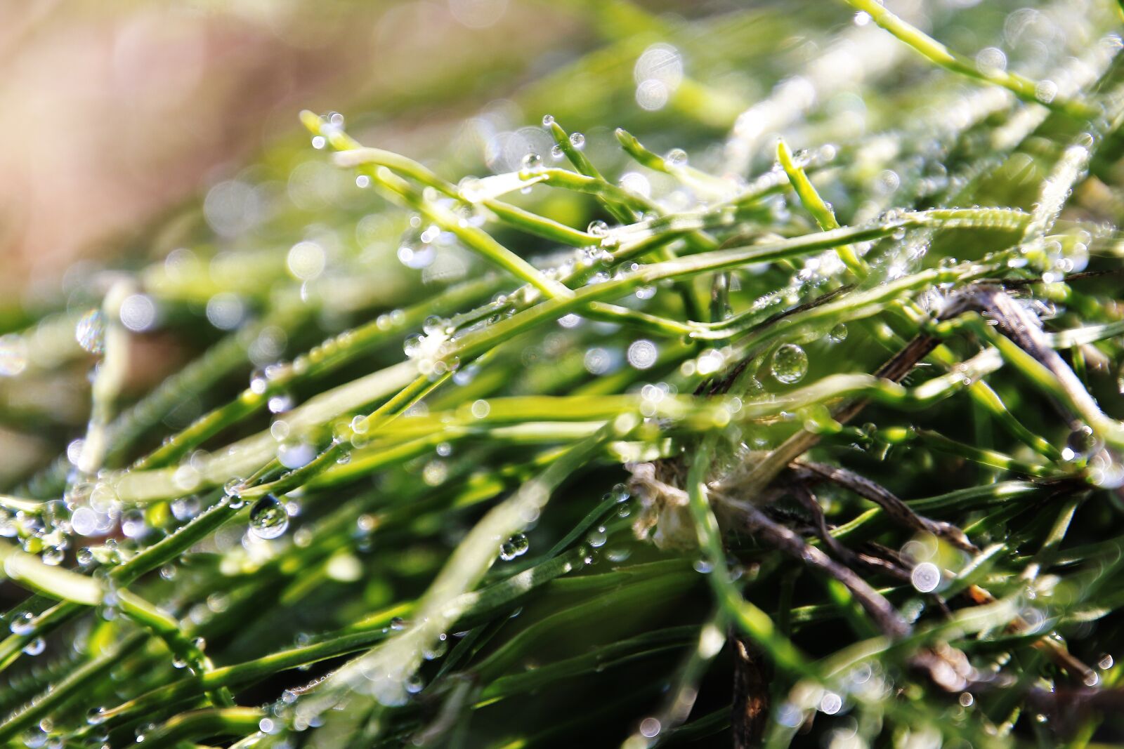 Canon EOS 70D sample photo. Dew, dawn, natural photography