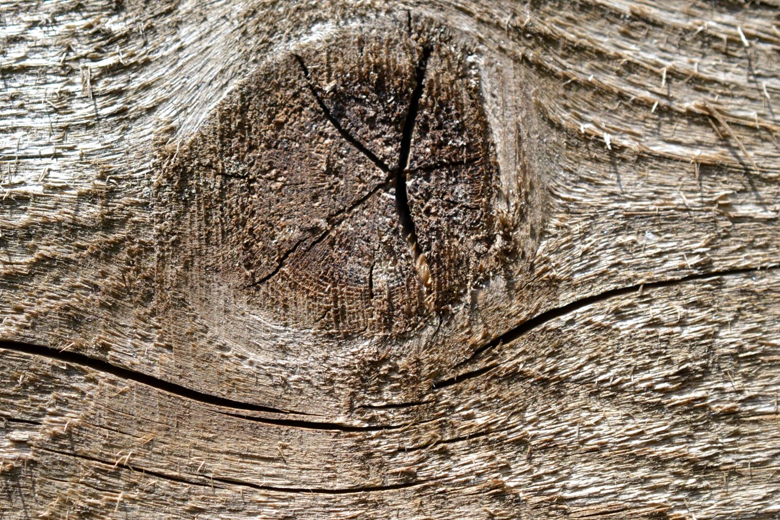 Nikon AF-S DX Micro Nikkor 40mm F2.8 sample photo. Wood knot, oak, detail photography
