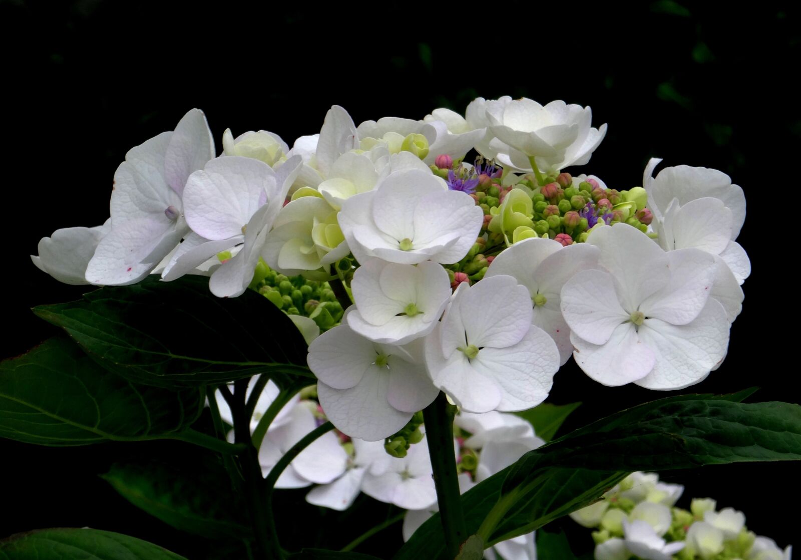 Sony Cyber-shot DSC-HX50V sample photo. Blossom, bloom, hydrangea photography