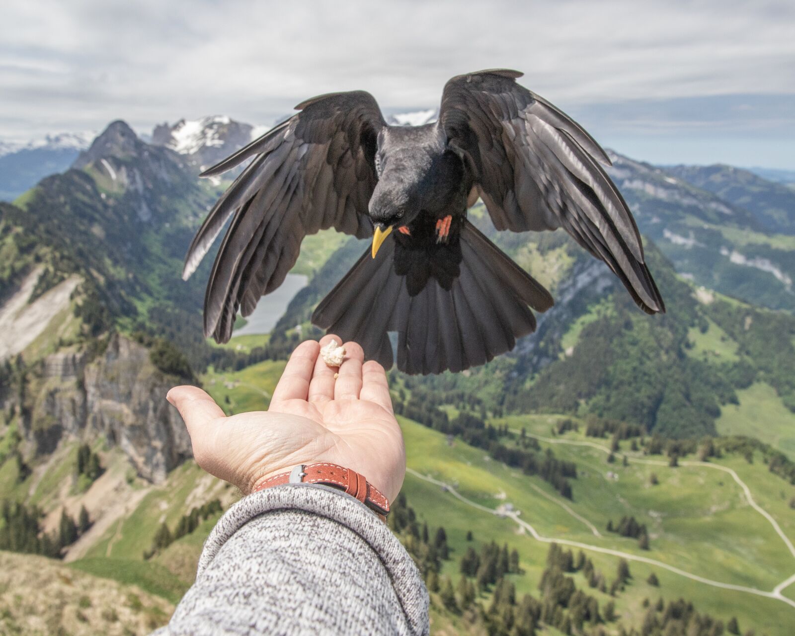 Canon EOS 6D Mark II sample photo. Bird, closeup, feeding photography
