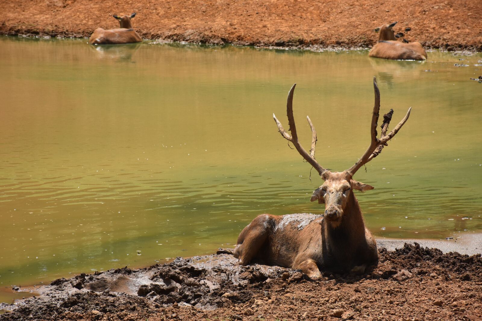 Nikon D7200 sample photo. Deer, animal, nature photography