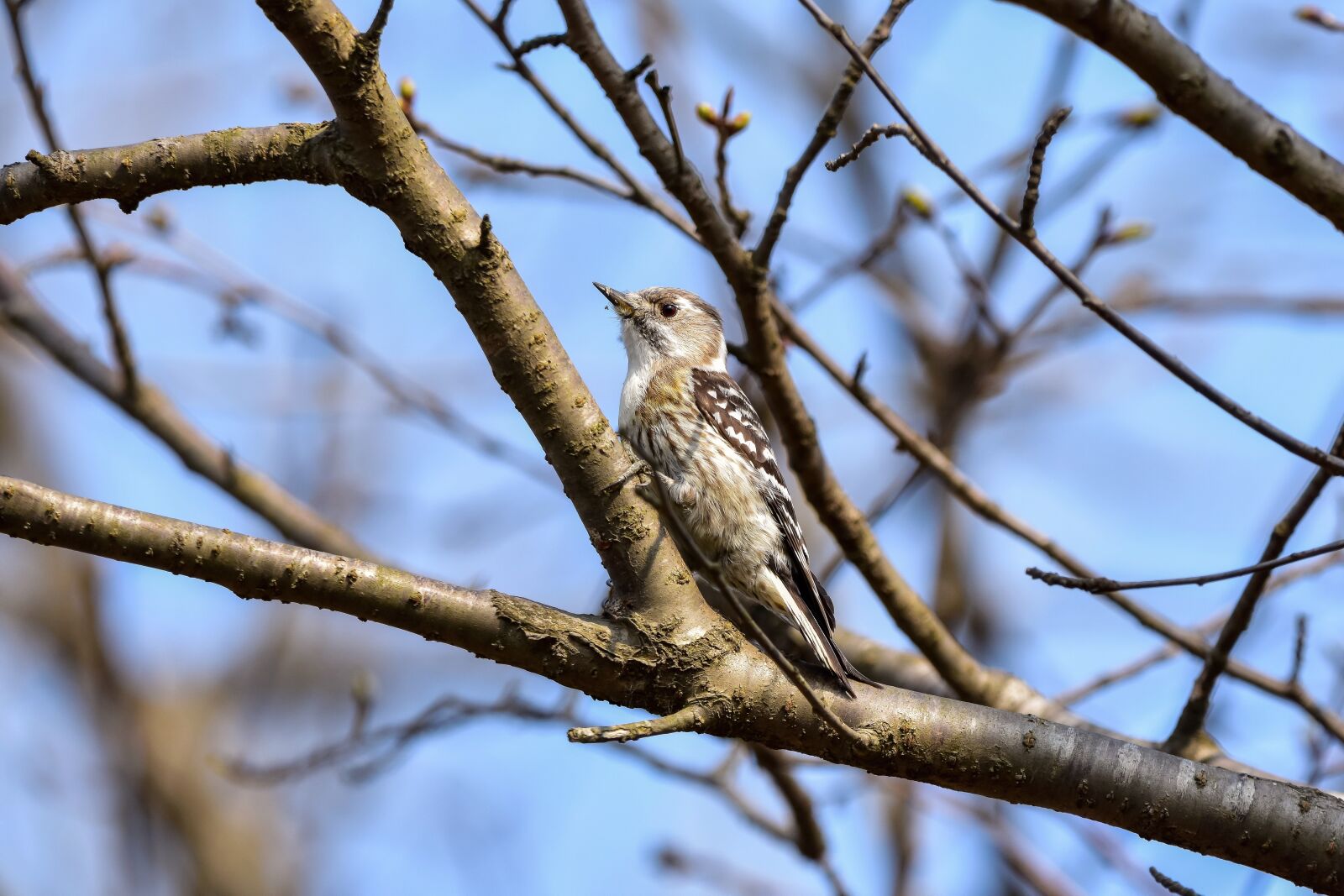 Nikon D7200 sample photo. Animal, forest, wood photography