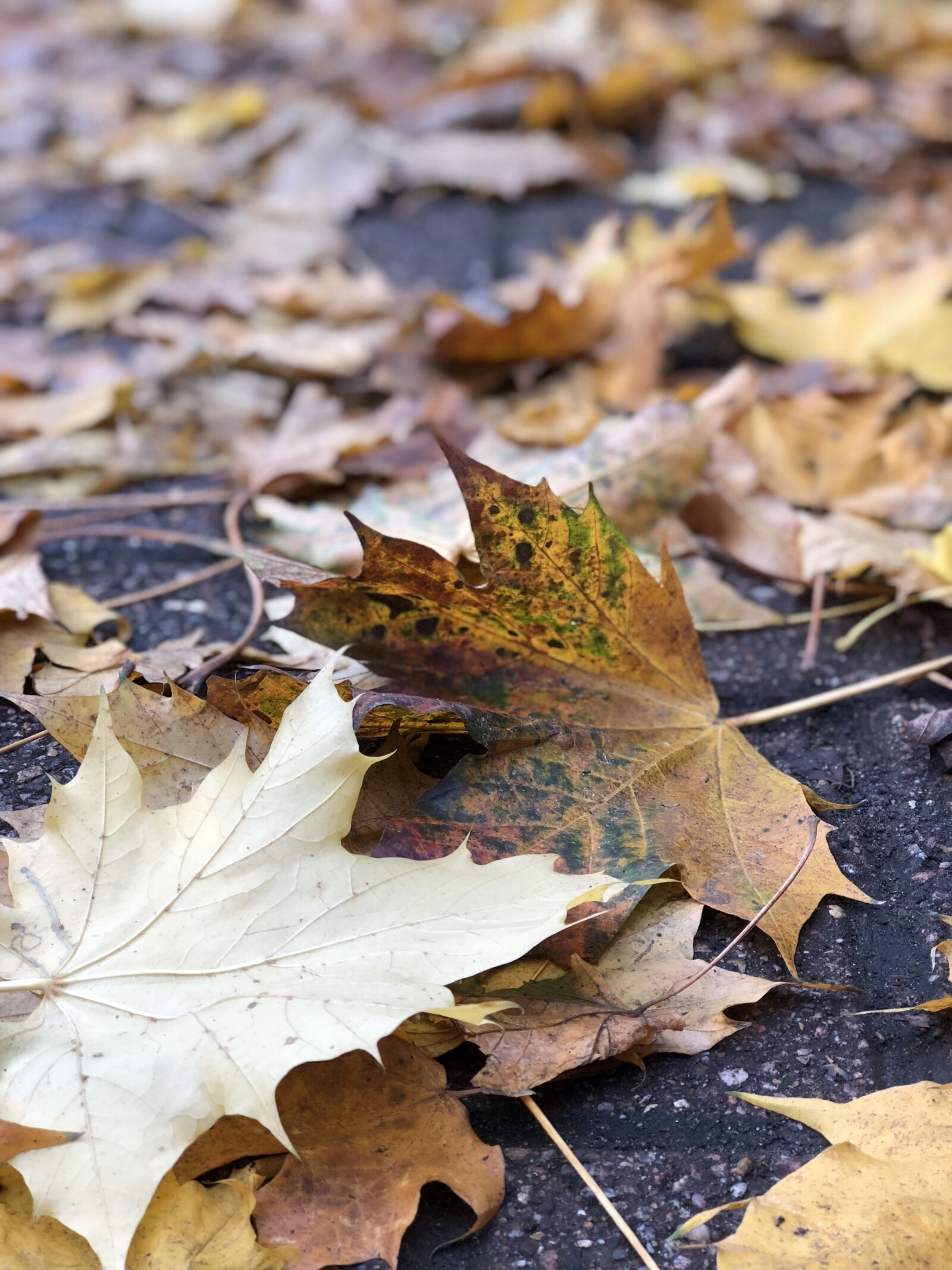 Apple iPhone 8 Plus sample photo. Fall, leaves, tarmac photography