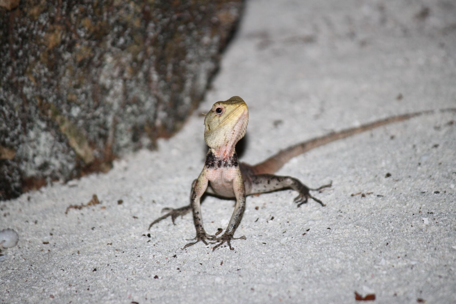 Canon EOS 500D (EOS Rebel T1i / EOS Kiss X3) sample photo. Sand, beach animals, egg photography