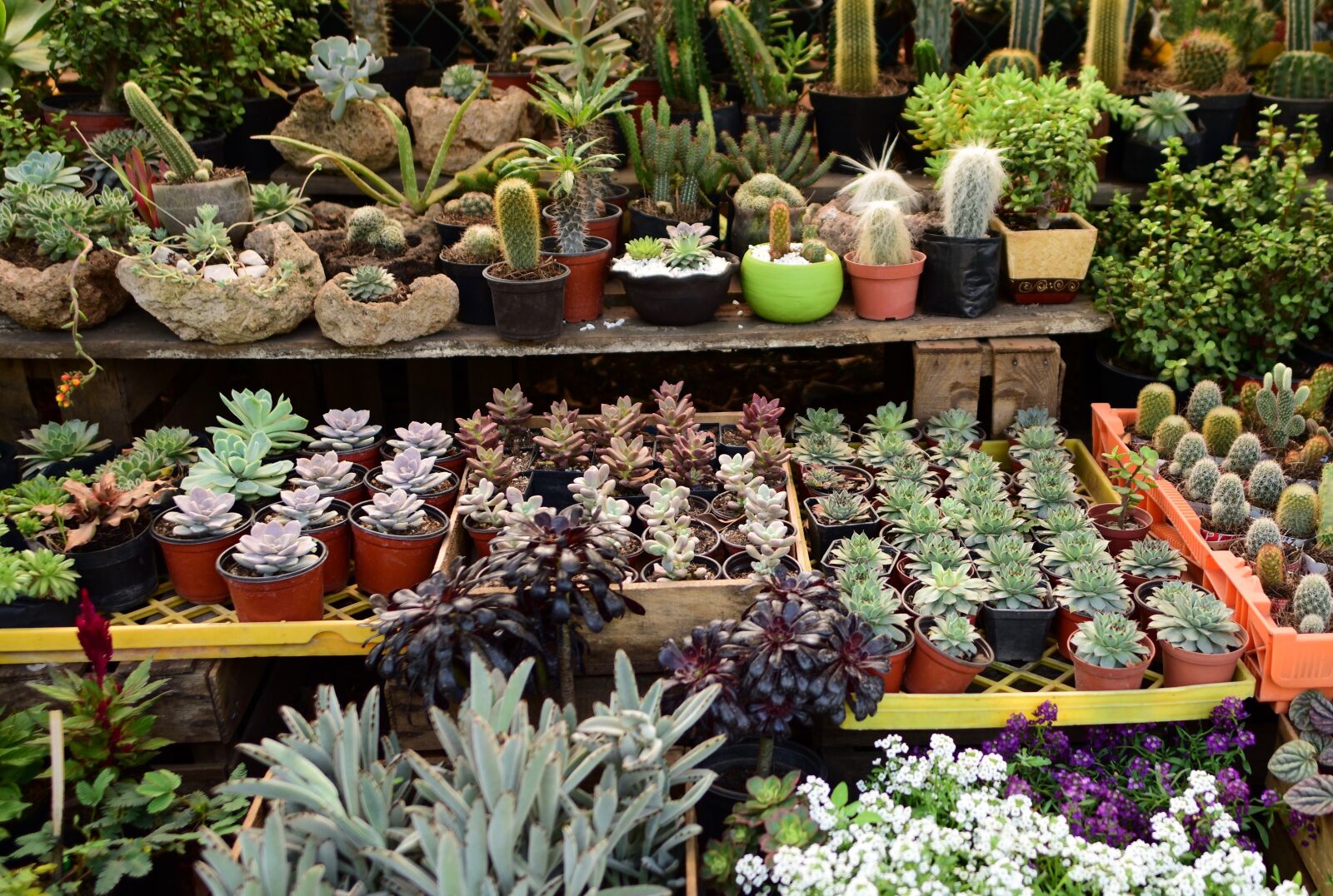 Nikon D5500 sample photo. Cactus, plant, cacti photography
