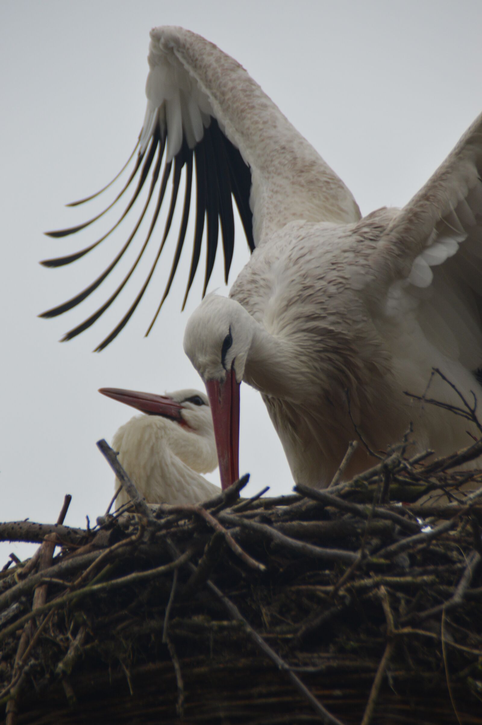Nikon D3200 sample photo. Geflierder, feather, bird photography