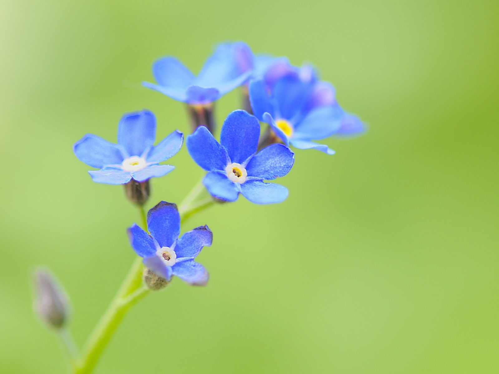 Nikon D300 sample photo. Macro, flower, myosotis photography