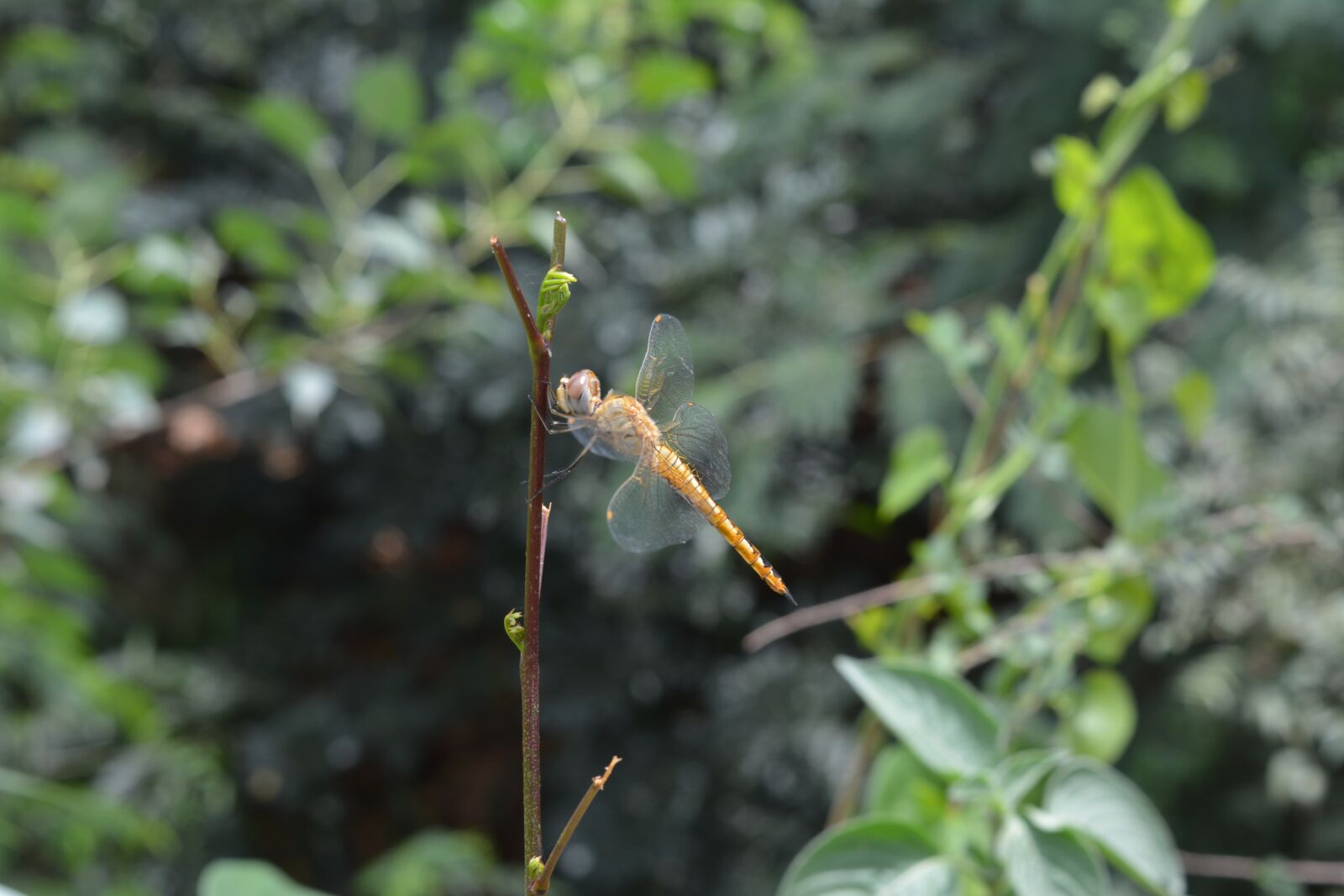 Nikon D5200 sample photo. Helicopter, fly, nature photography