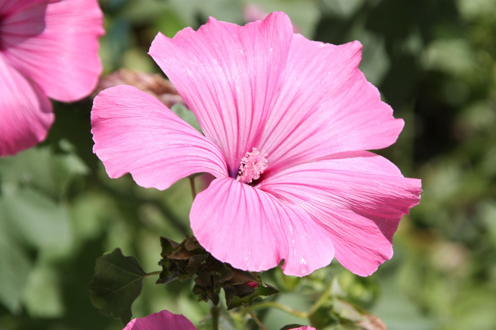 Canon EOS 450D (EOS Rebel XSi / EOS Kiss X2) sample photo. Flower, petunia, pink flower photography