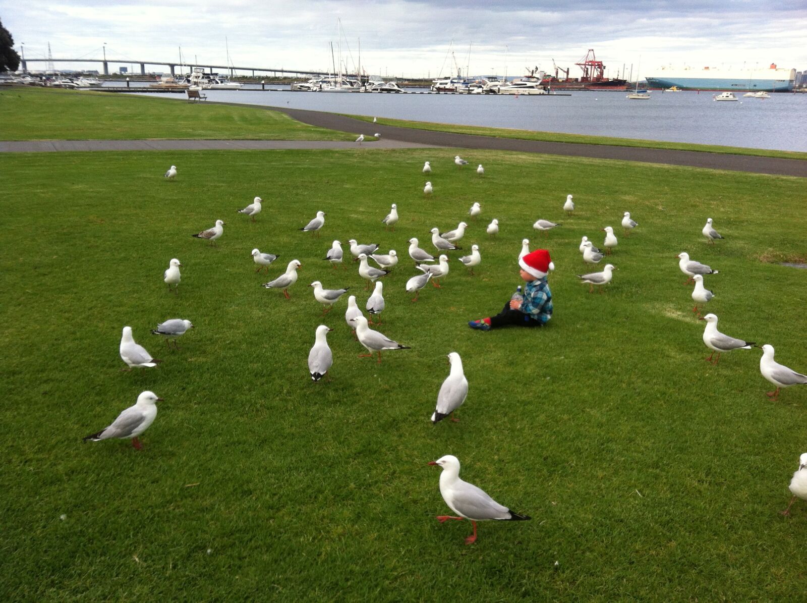 iPhone 4 back camera 3.85mm f/2.8 sample photo. Seagull, picnic, park photography
