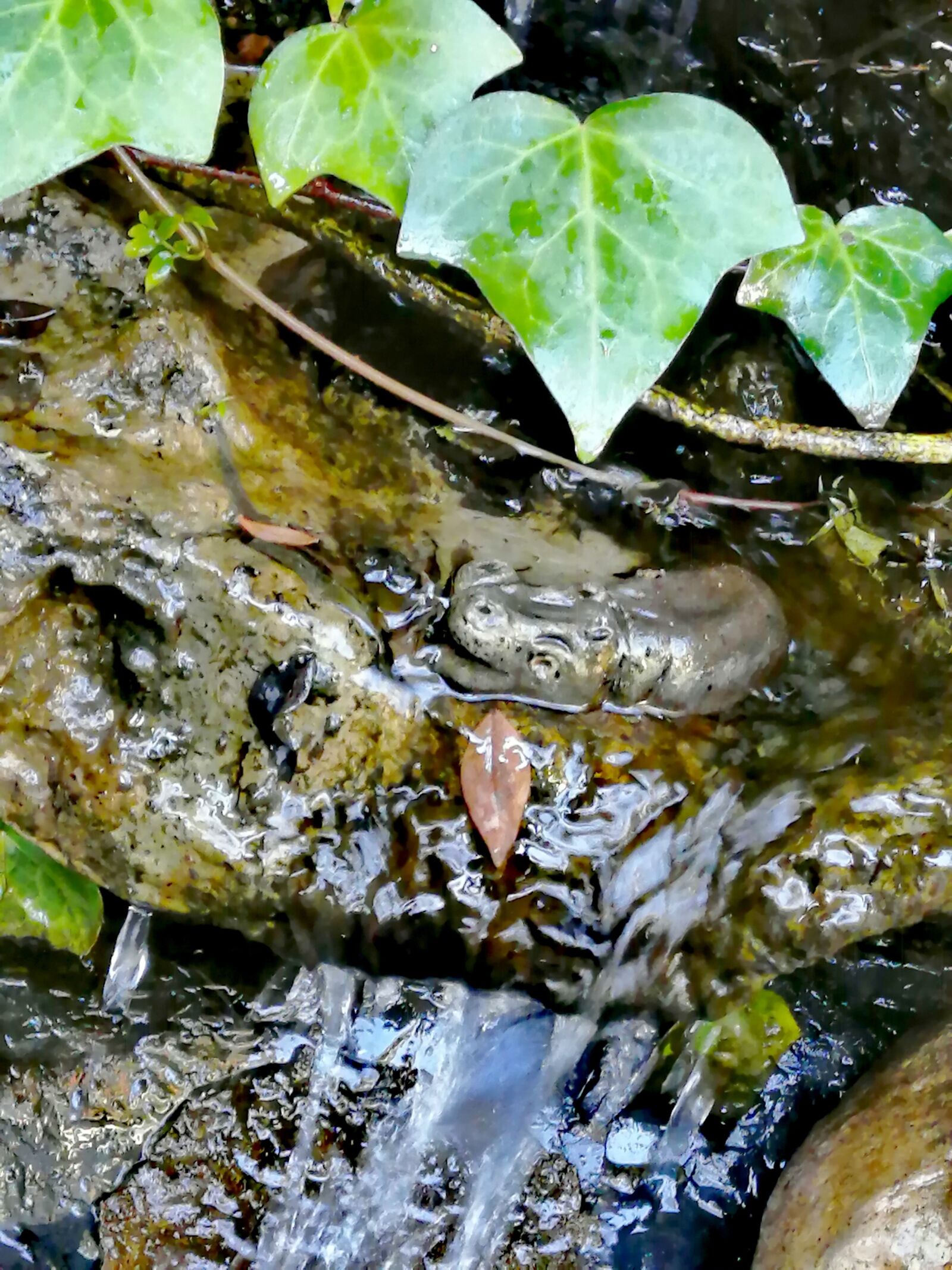 HUAWEI P30 LITE sample photo. Ivy, waterfall, water feature photography