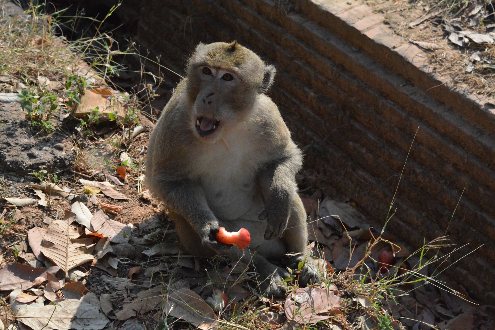 Nikon D7100 sample photo