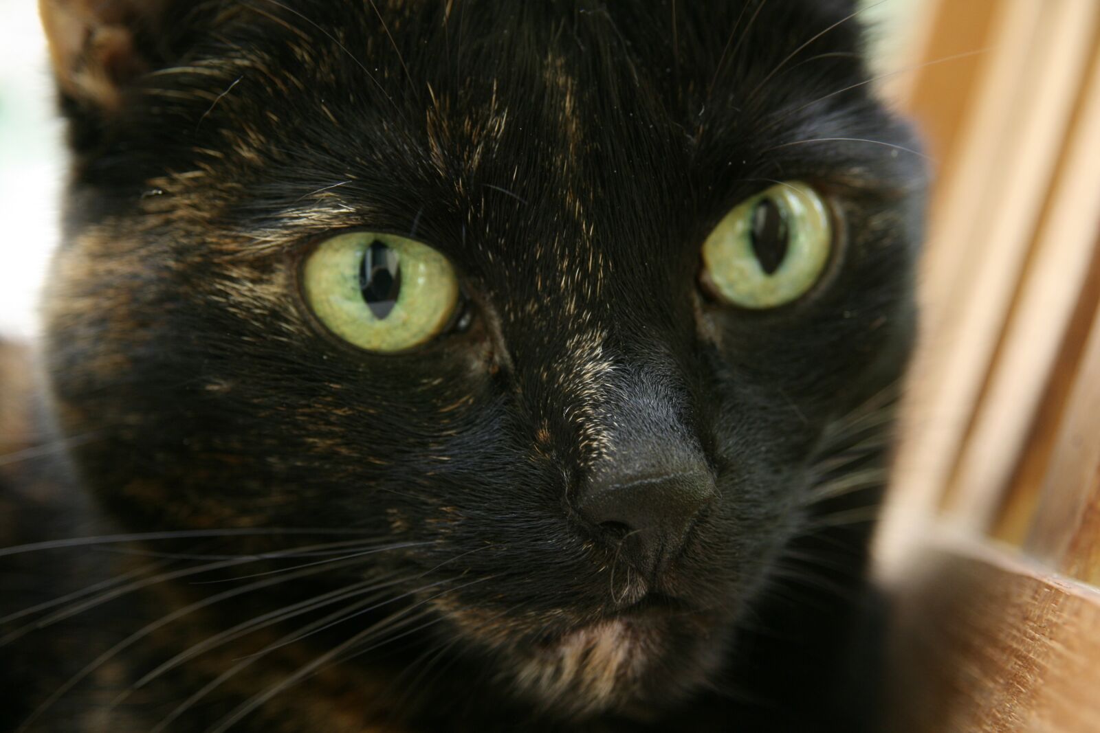 Canon EOS 400D (EOS Digital Rebel XTi / EOS Kiss Digital X) sample photo. Cat, domestic cat, tortoise photography