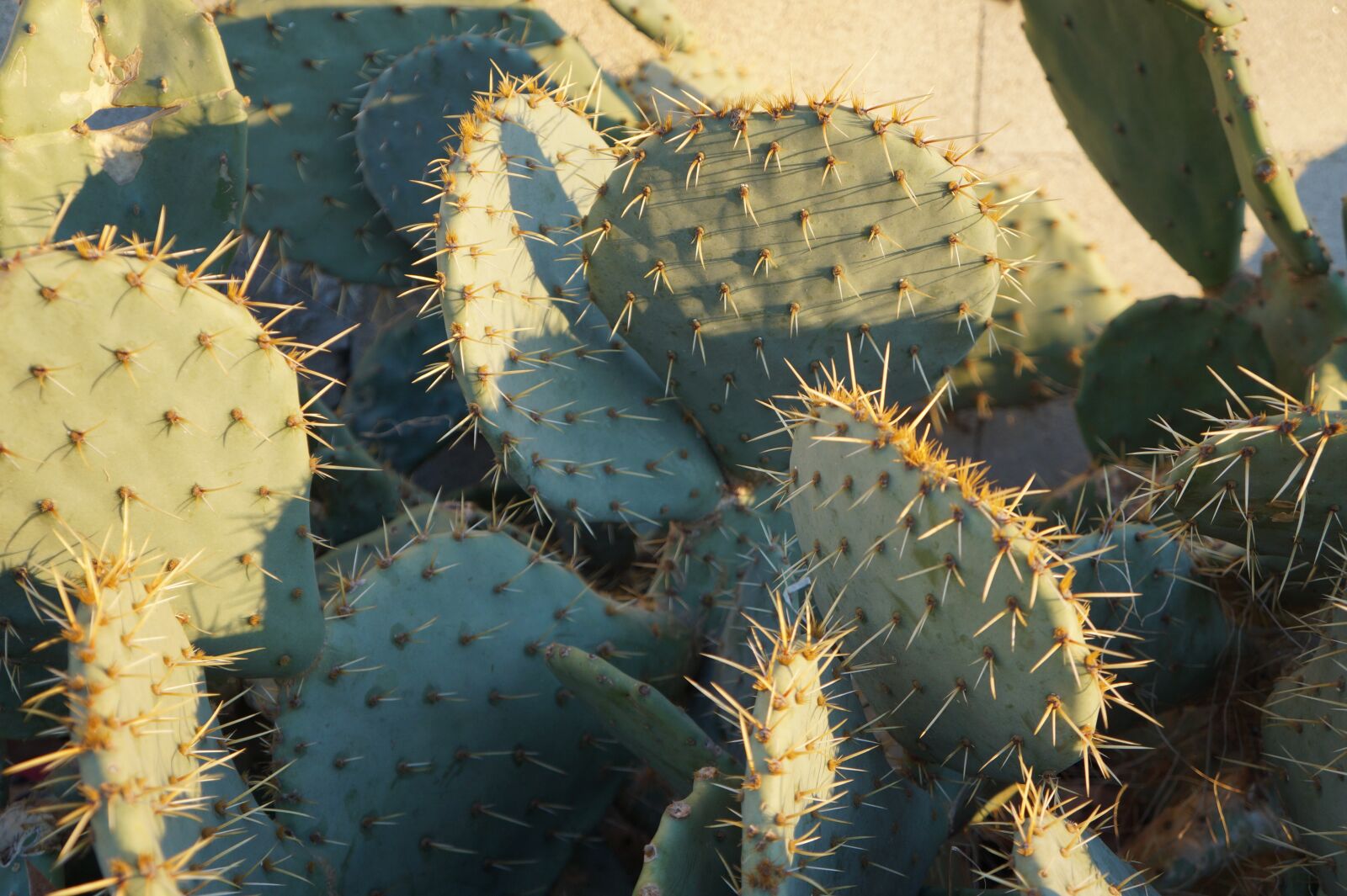 Sony Alpha a3000 + Sony E 18-55mm F3.5-5.6 OSS sample photo. Cactus, spice, sun photography