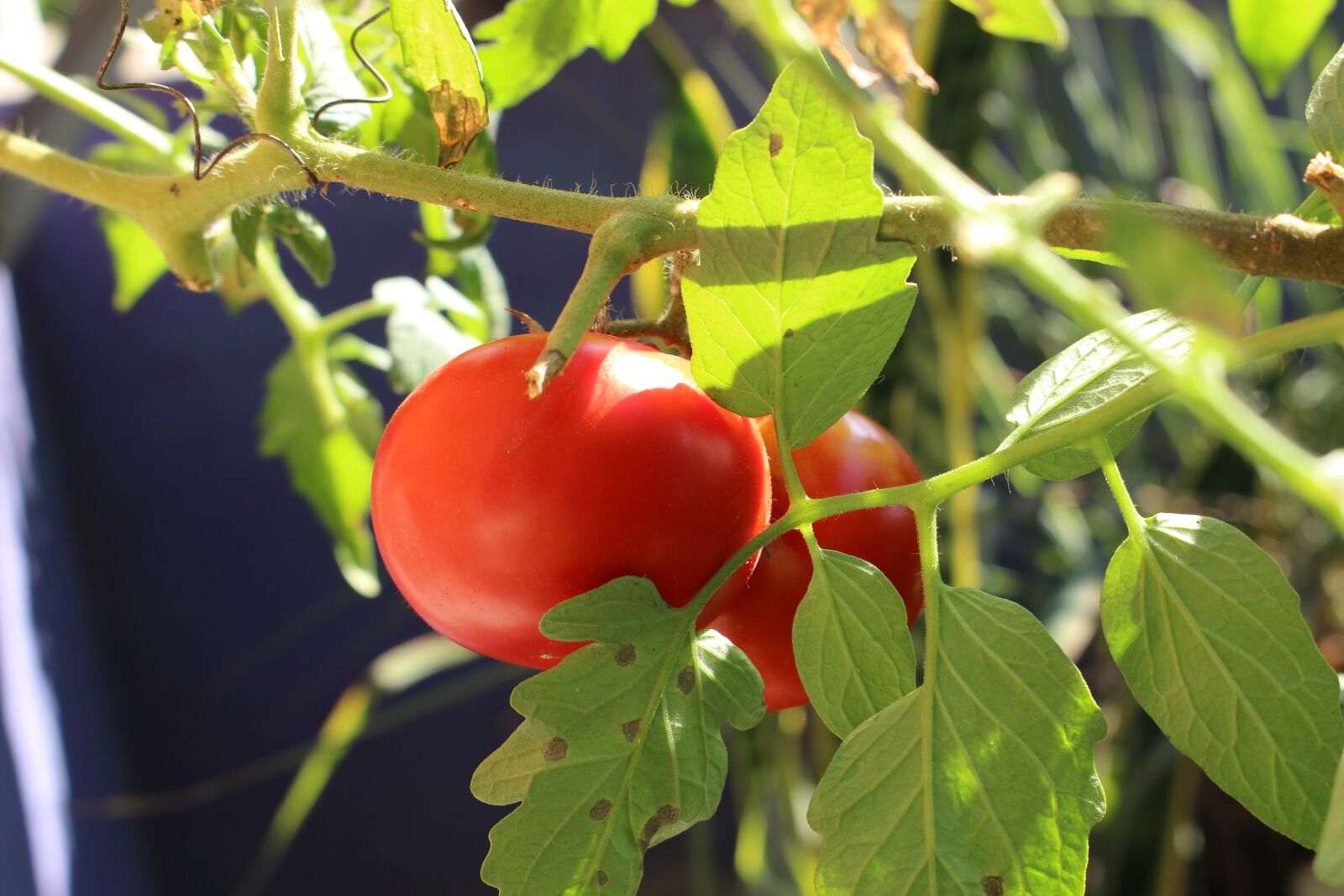 Canon EOS 100D (EOS Rebel SL1 / EOS Kiss X7) sample photo. Tomato, red, green photography