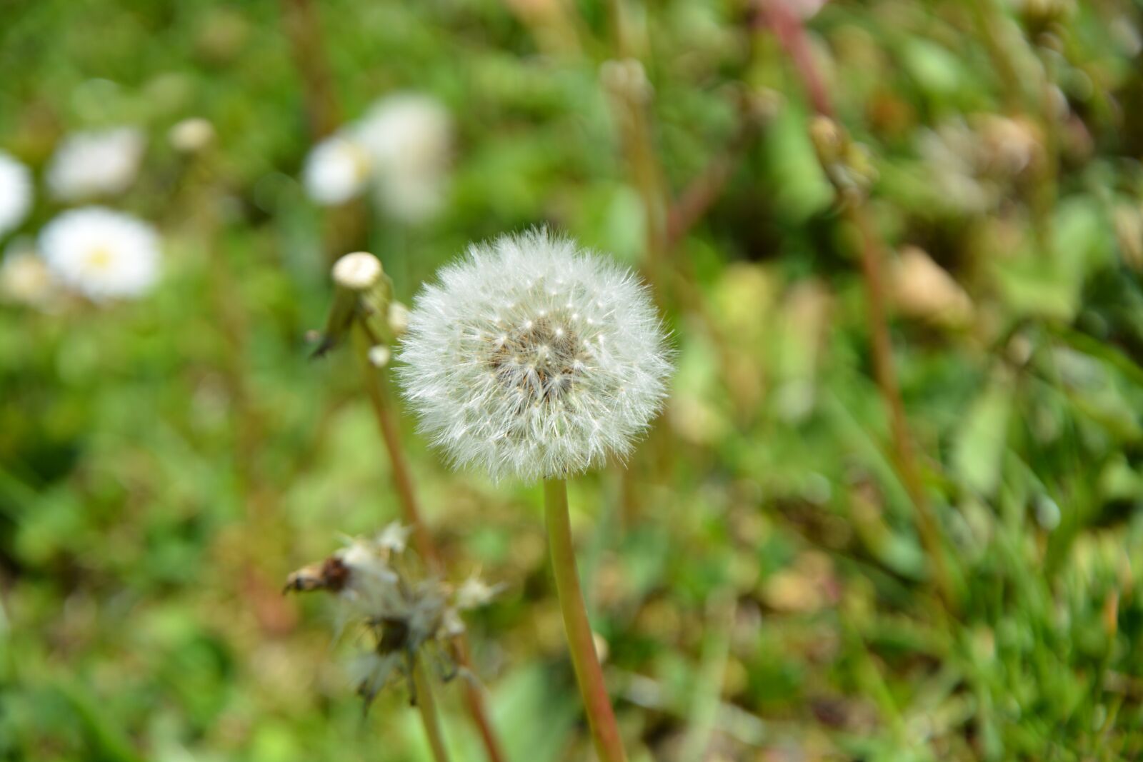 Nikon D7100 sample photo. Nature, flower, spring photography