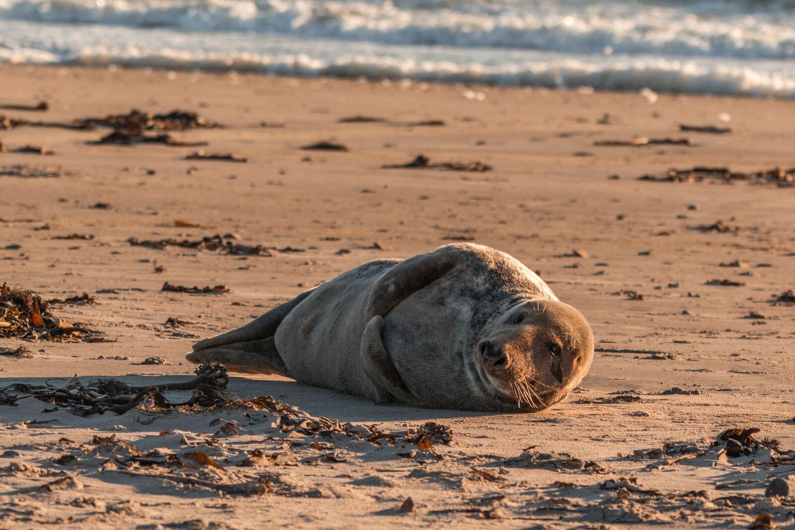 150-600mm F5-6.3 DG OS HSM | Contemporary 015 sample photo. Grey seal, robbe, halichoerus photography