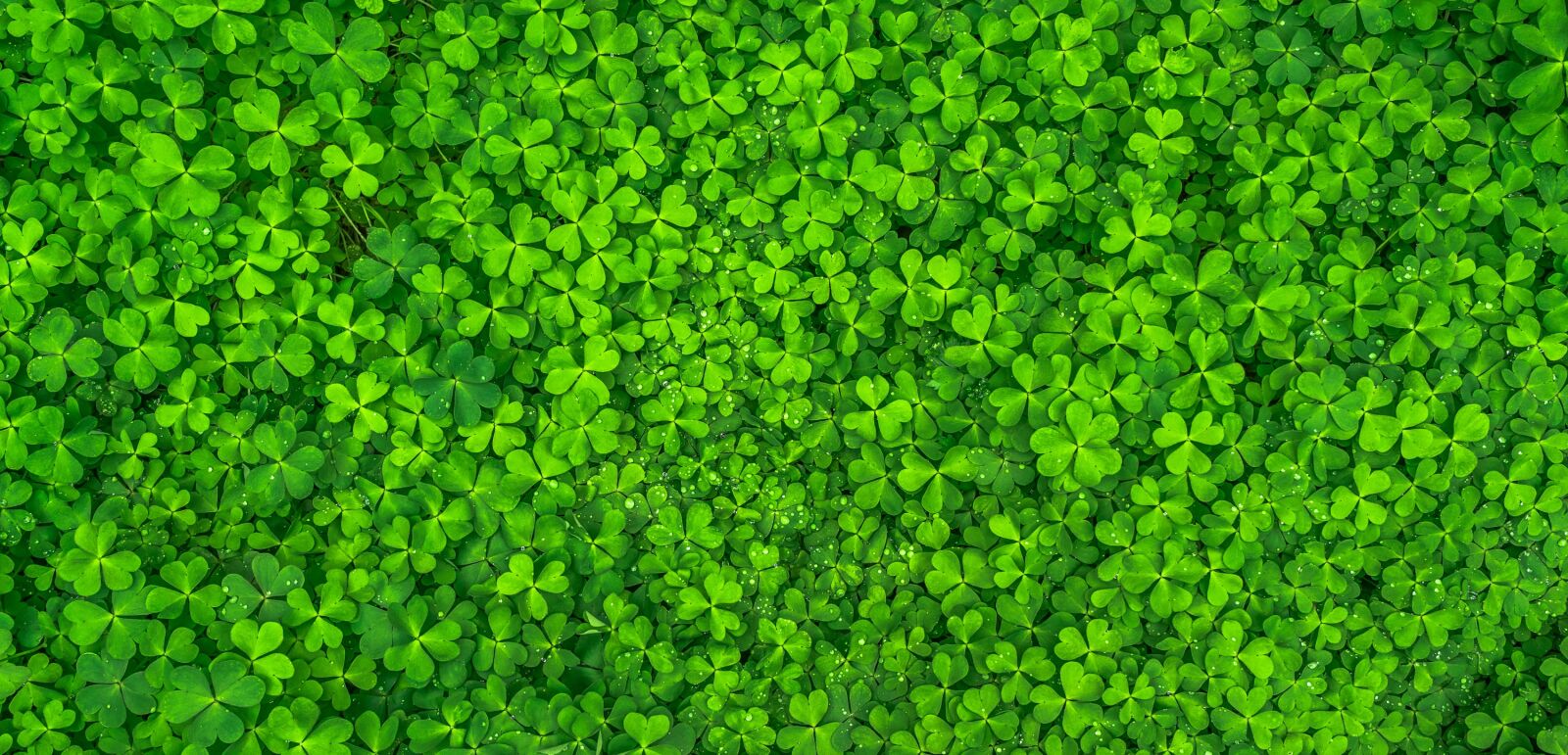 Sony a7 + Sony FE 28-70mm F3.5-5.6 OSS sample photo. Leaf, clover, green photography
