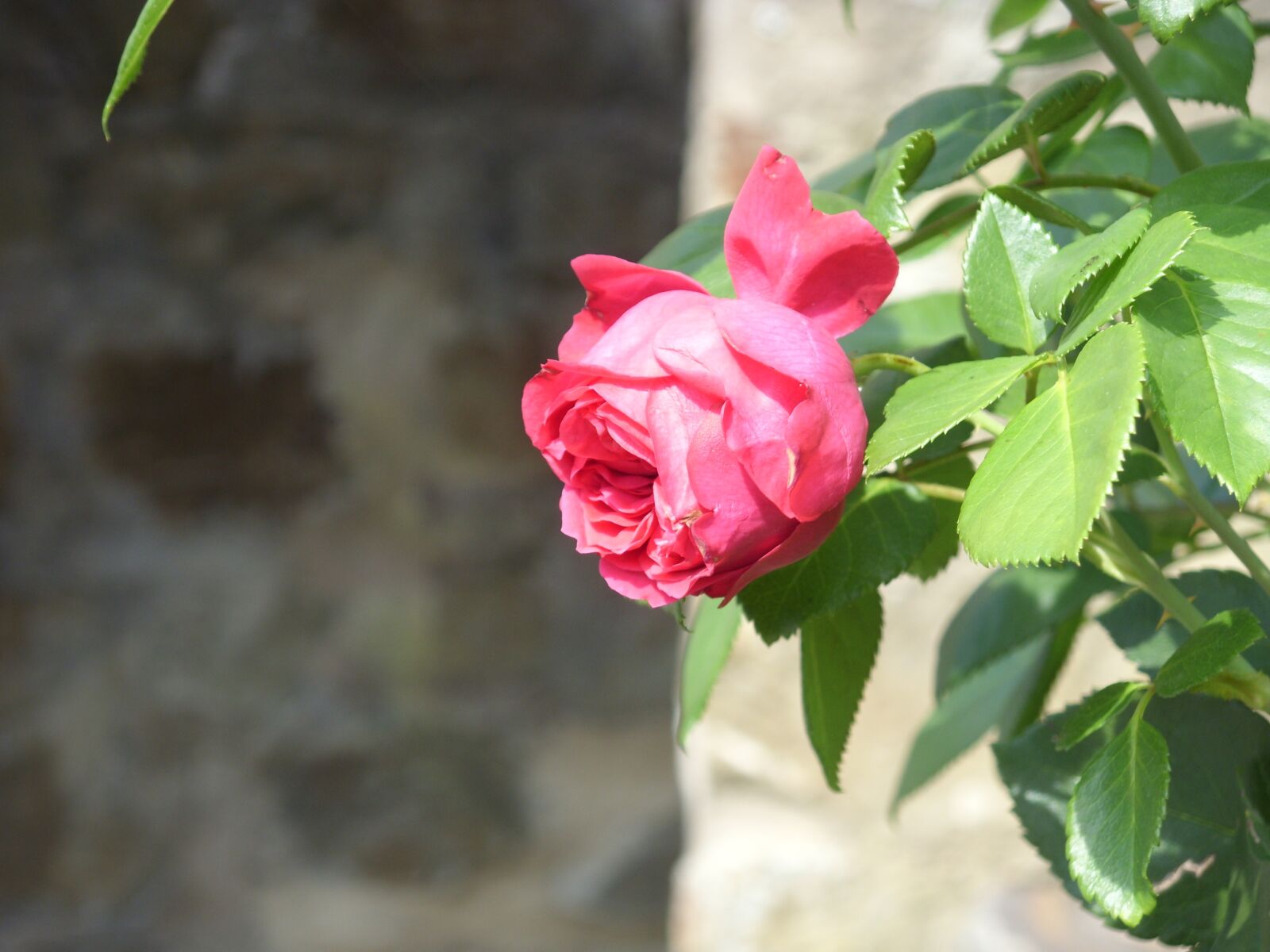 Samsung S1060 sample photo. Rose, red, red rose photography