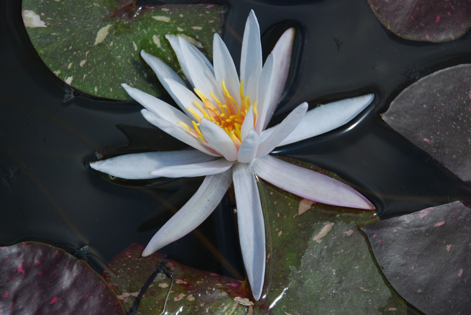 Nikon D80 sample photo. Lily, water lily, flower photography
