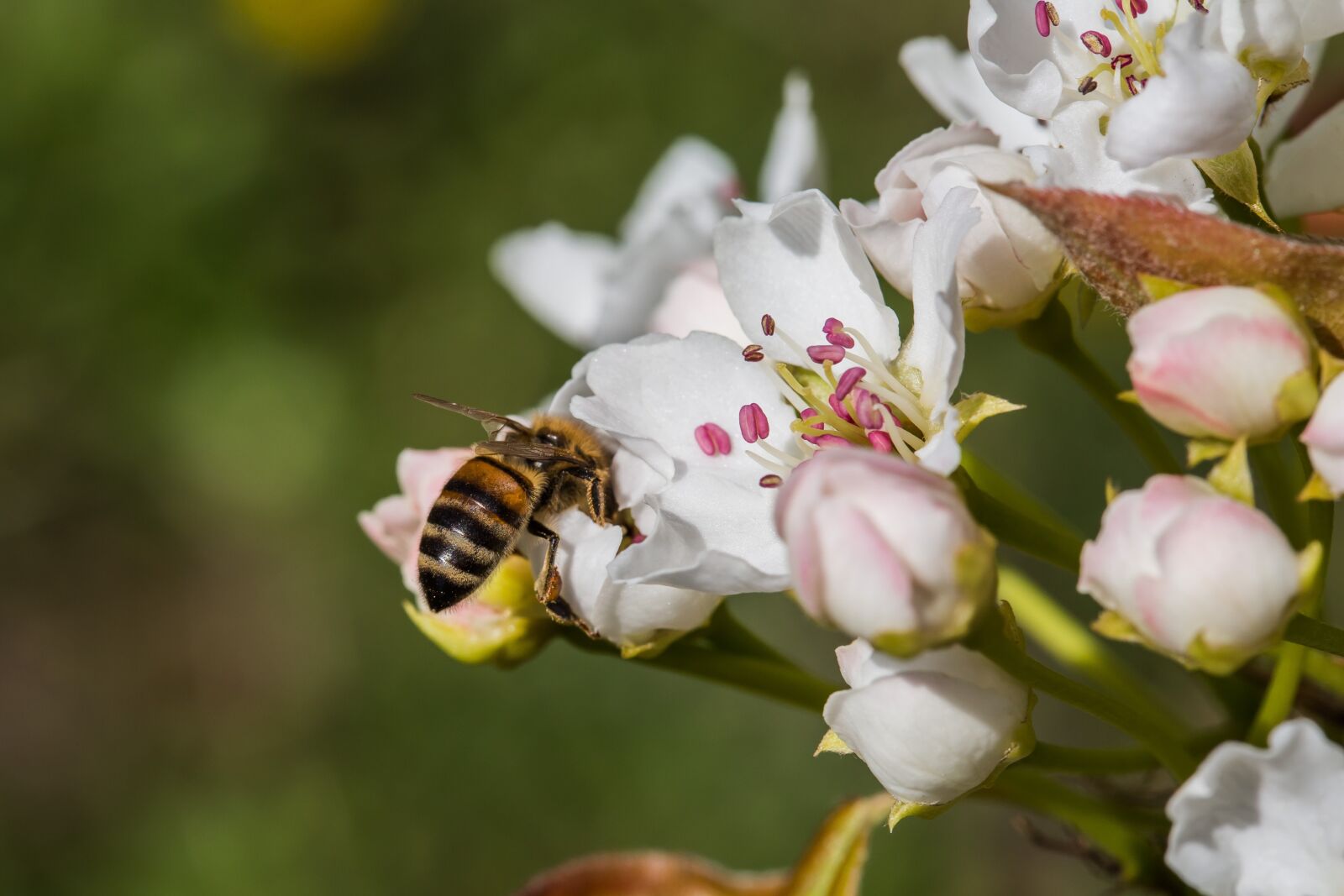 Canon EF 100mm F2.8 Macro USM sample photo. Bee, insect, pollination, flower photography