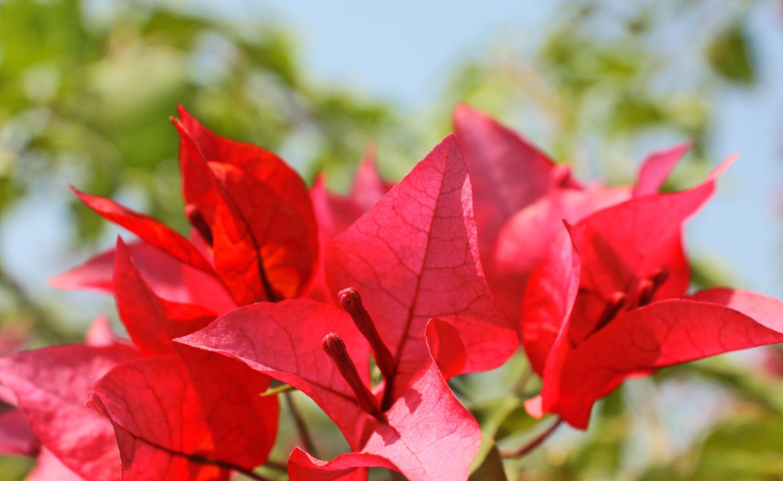 Canon EOS 60D sample photo. Leaf, green, flower photography
