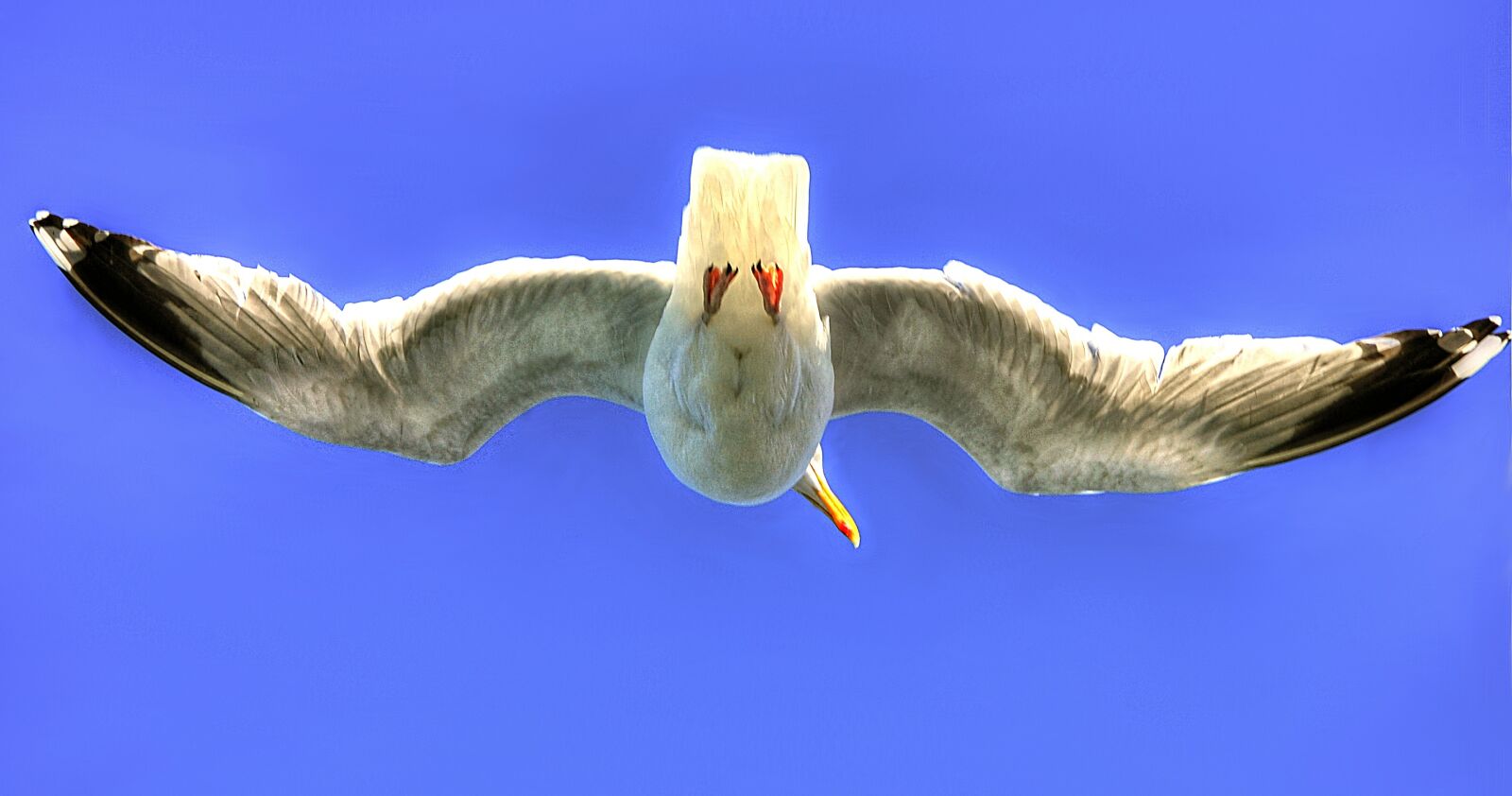 Nikon D40 sample photo. Flight, bird, sky photography