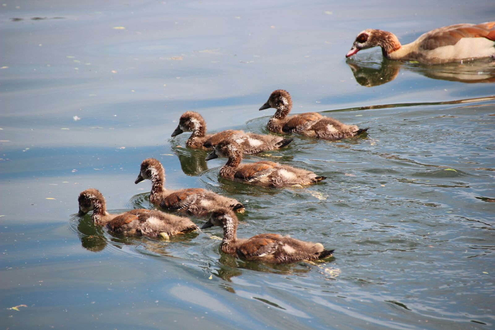 Canon EOS 600D (Rebel EOS T3i / EOS Kiss X5) sample photo. Nilgans, chicks, egyptian goose photography