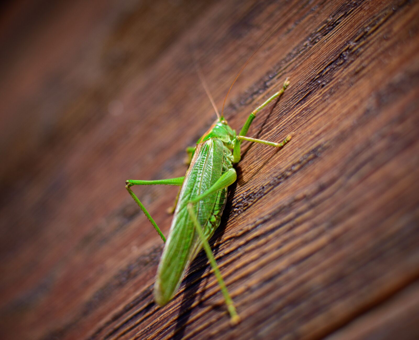 Nikon D7100 sample photo. Grasshopper, locust, insect photography