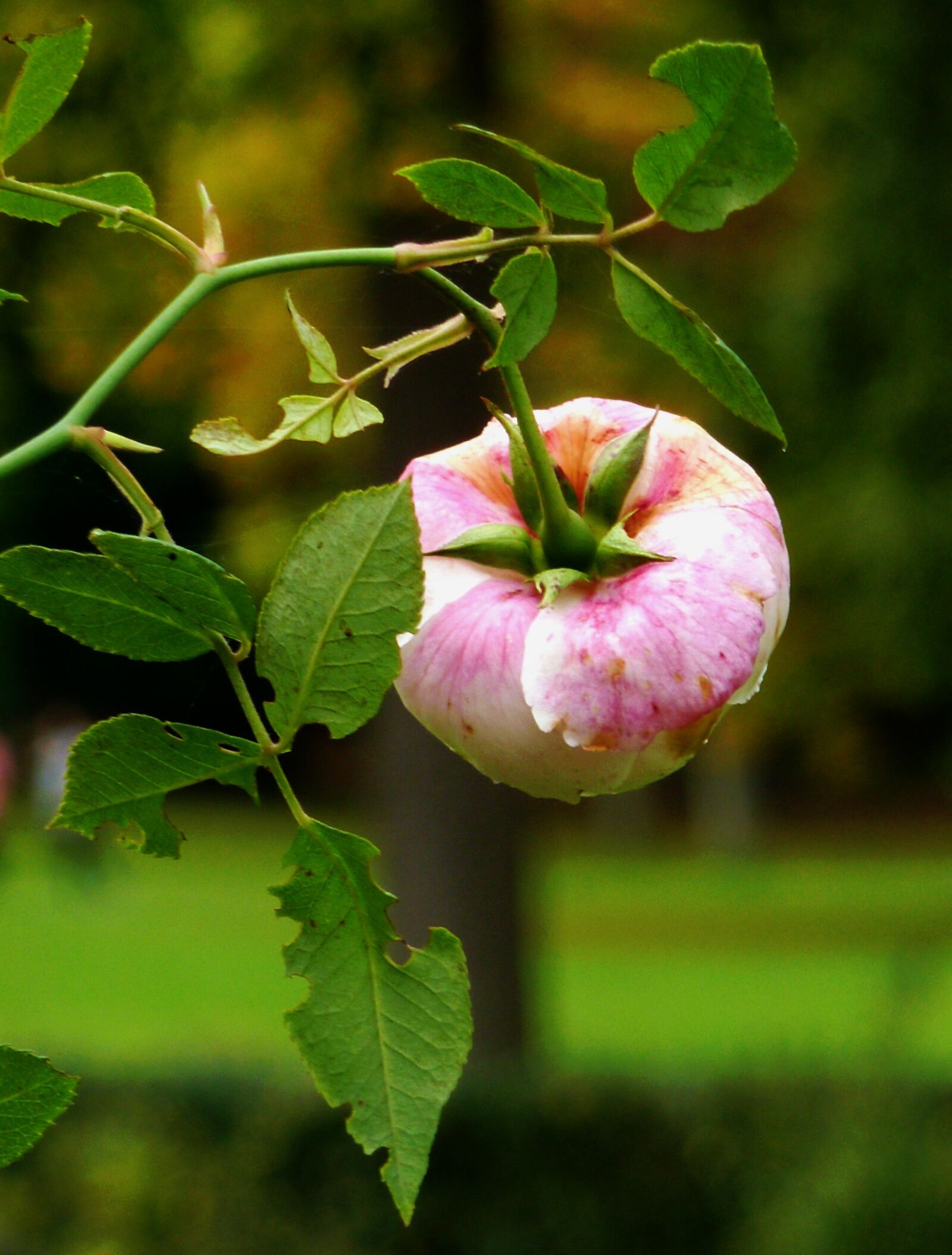 Panasonic DMC-TZ7 sample photo. Blossom, bloom, autumn photography
