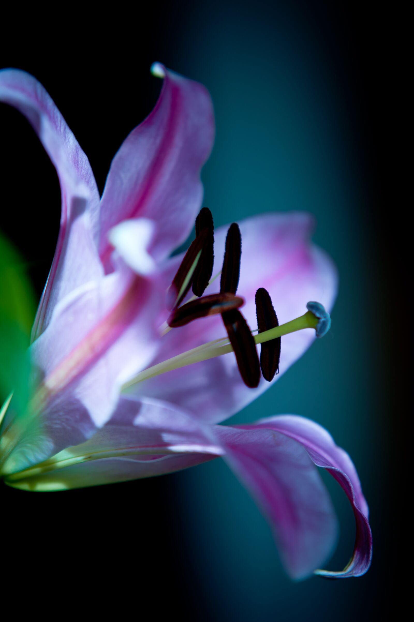 Nikon D700 sample photo. Lily, open bud, pink photography