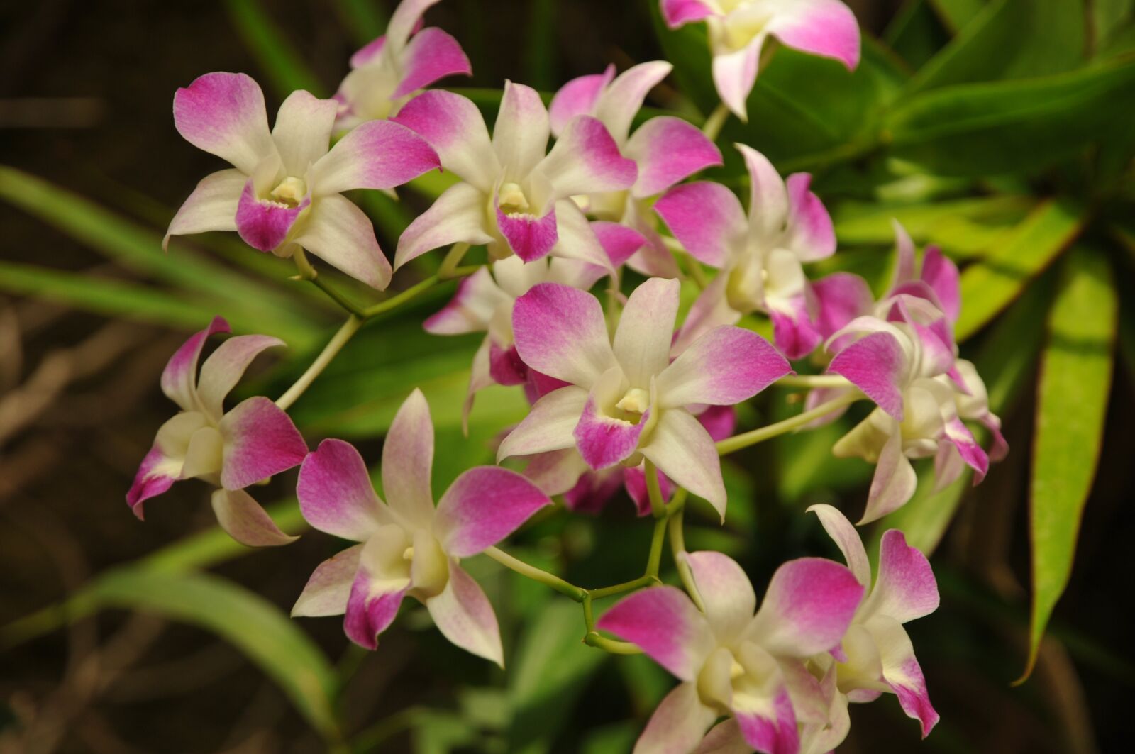 Nikon D300S sample photo. Flowers, the background, violet photography