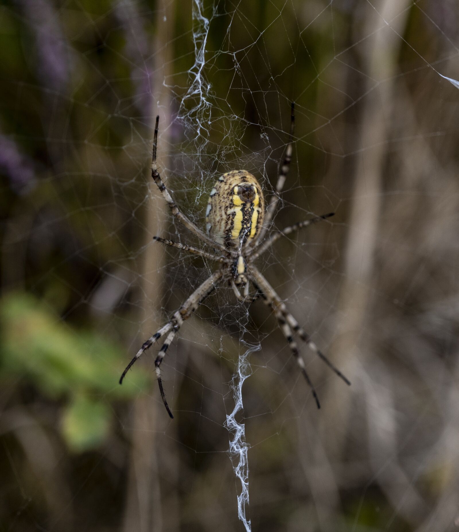 Sony a6300 sample photo. Cobweb, spider, insect photography
