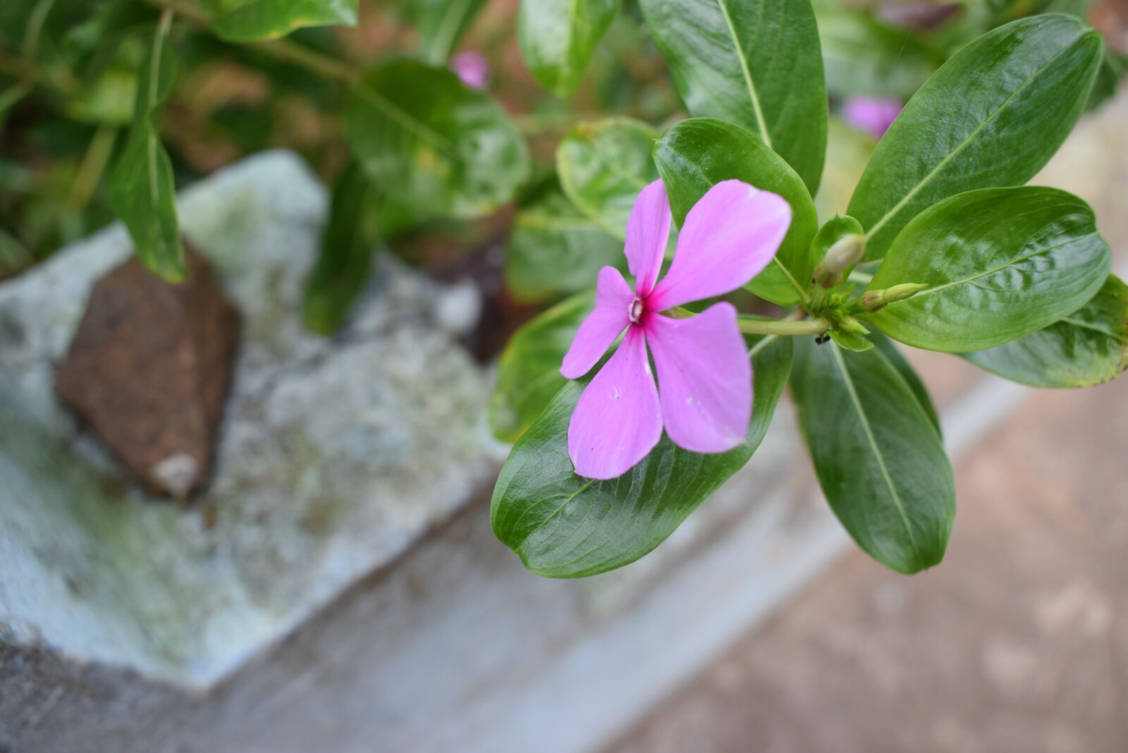 Nikon D5300 sample photo. Flower, beautiful, amazing photography