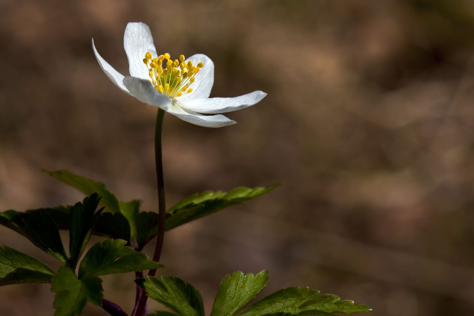 Canon EOS 40D sample photo. The nature of the photography