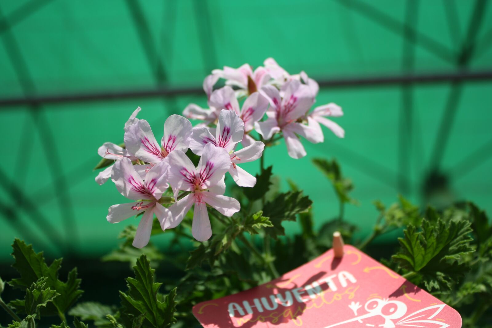 Canon EOS 1000D (EOS Digital Rebel XS / EOS Kiss F) sample photo. Plants, garden, flower photography