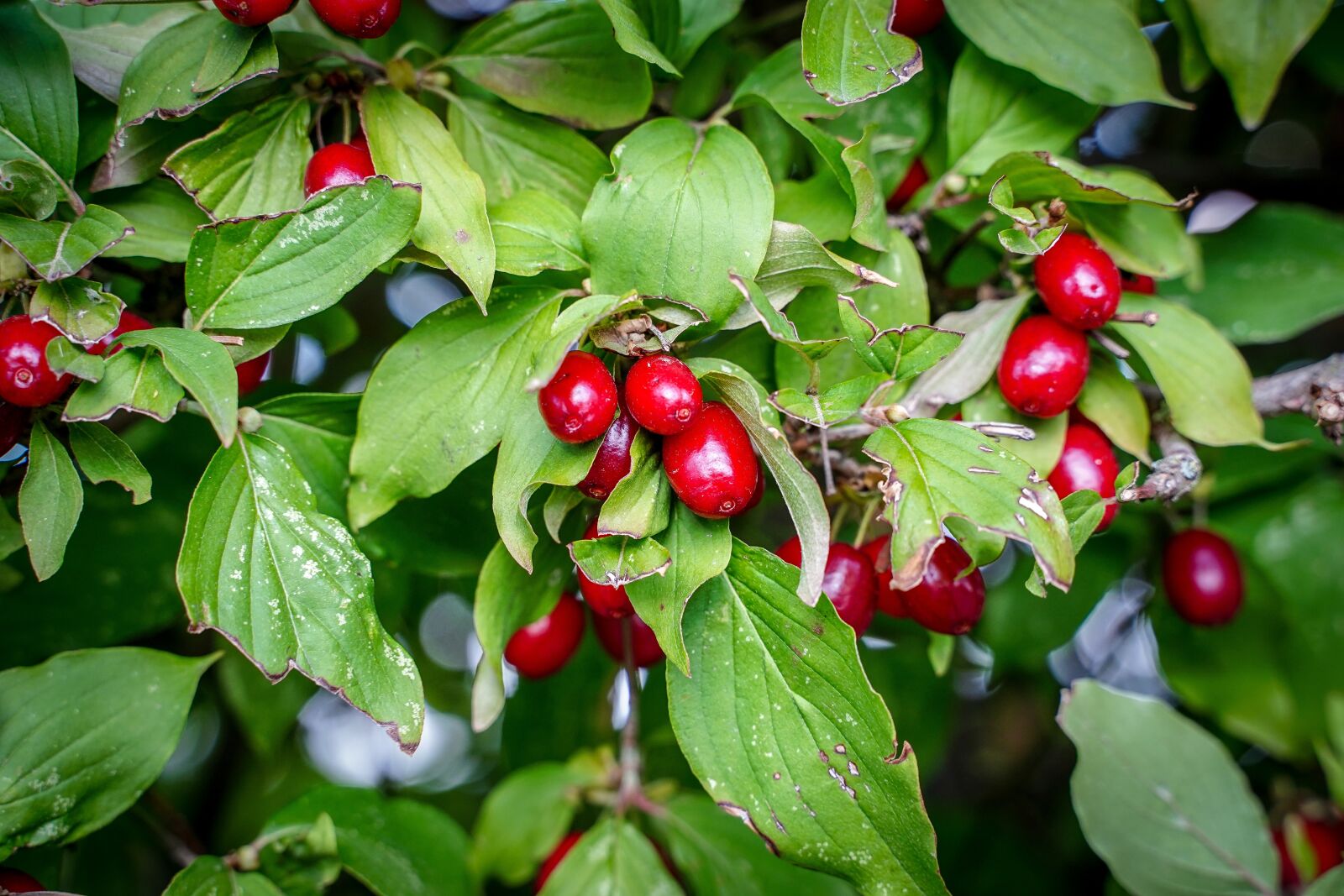 Sony a7 III sample photo. Berries, berry red, bush photography