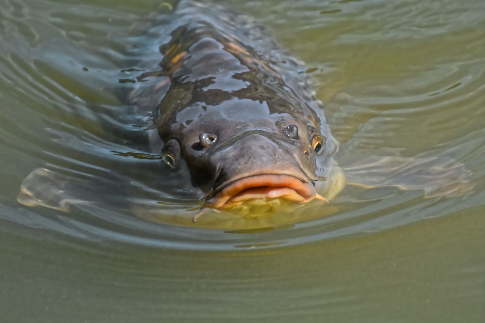 Nikon D7200 sample photo. Carp, fish, water photography