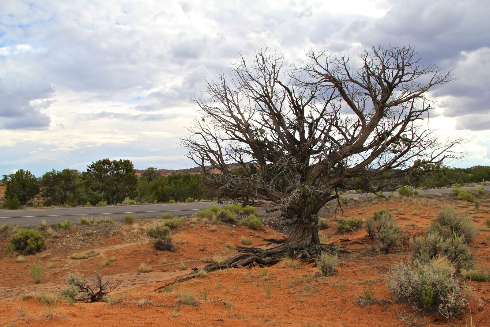 Canon EOS 60D sample photo. Tree, desert, landscape photography