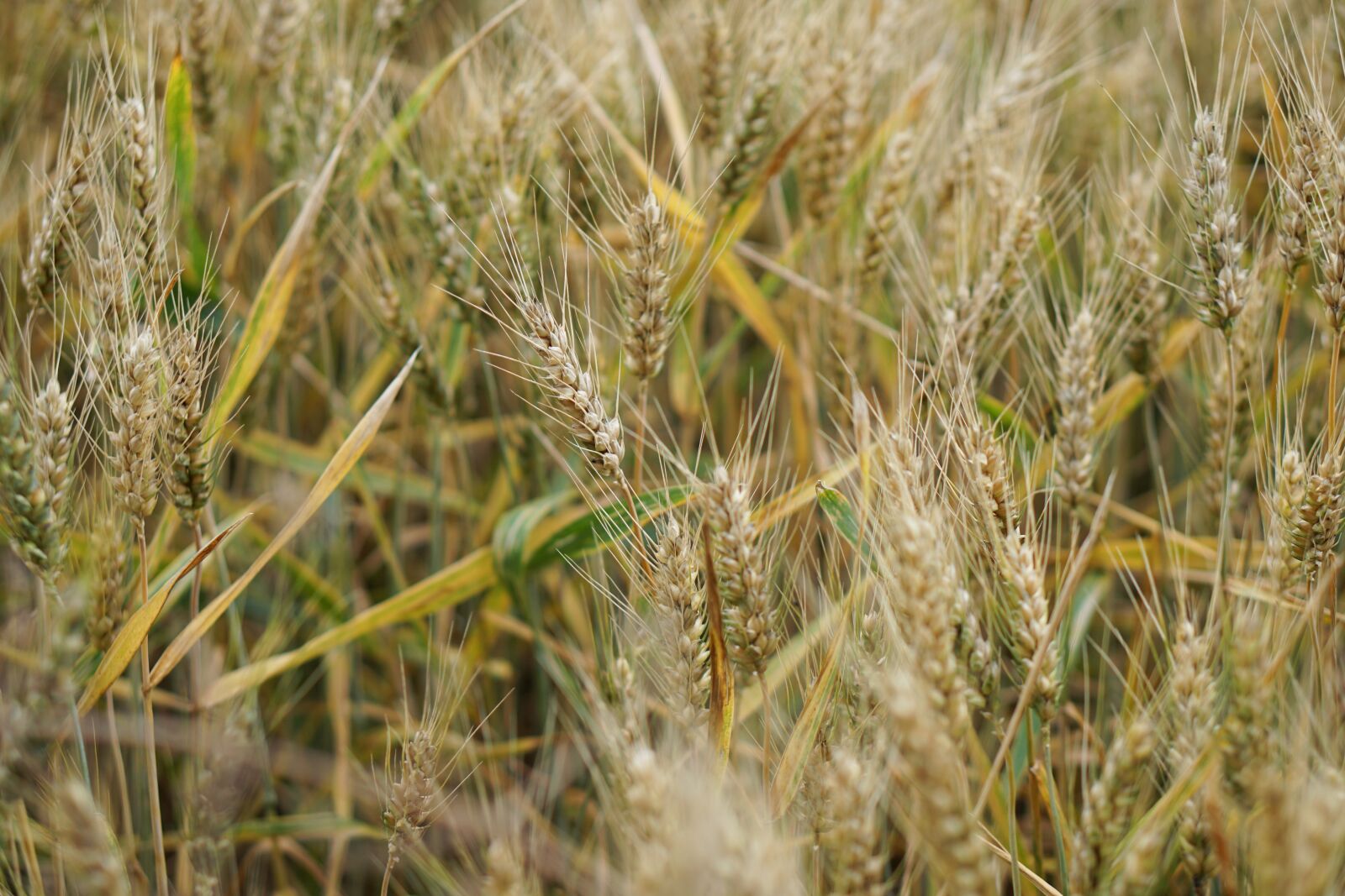 E 50mm F1.8 OSS sample photo. Wheat field, wheat, wheat photography