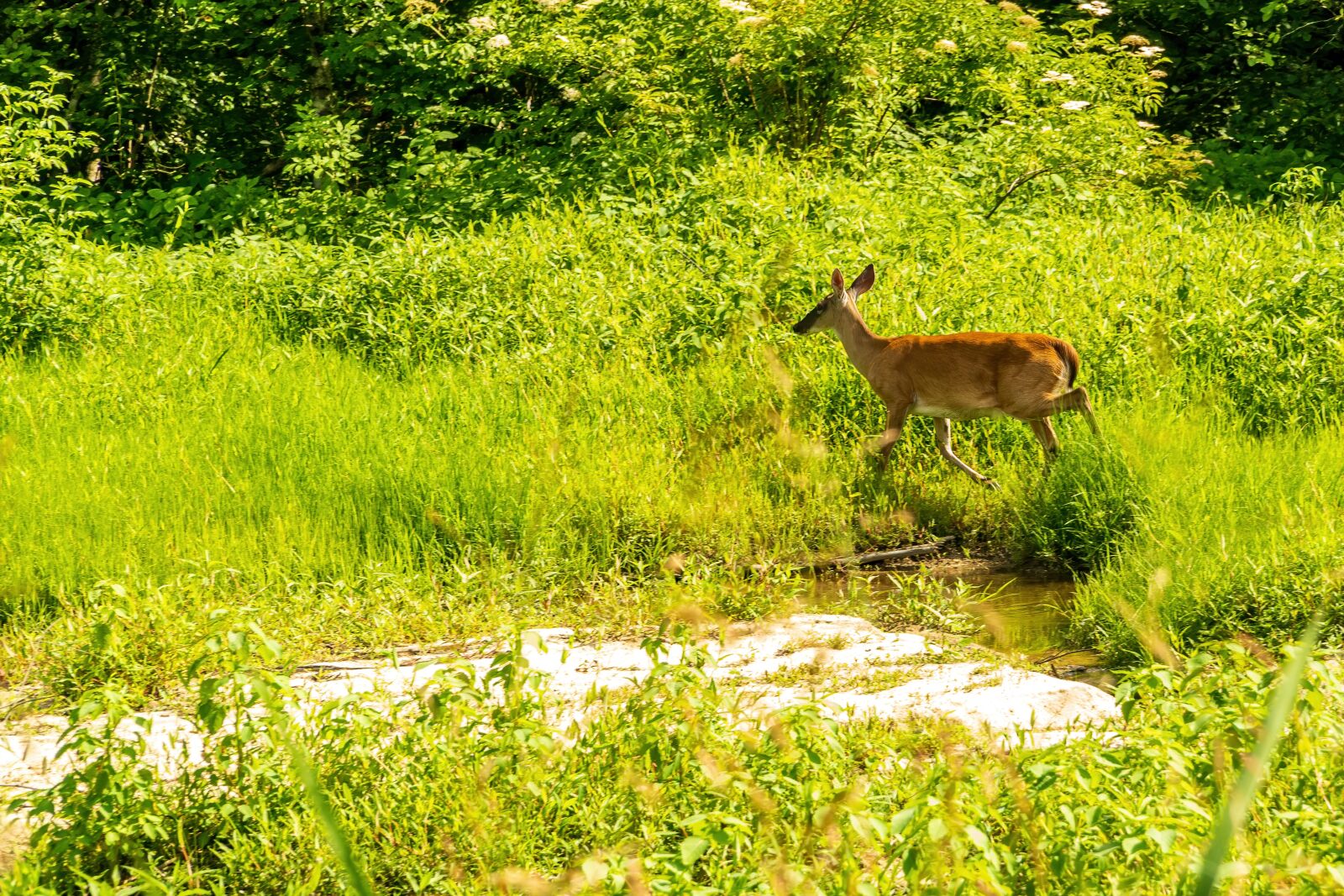 Sony E PZ 18-105mm F4 G OSS sample photo. Deer, whitetail deer, deer photography