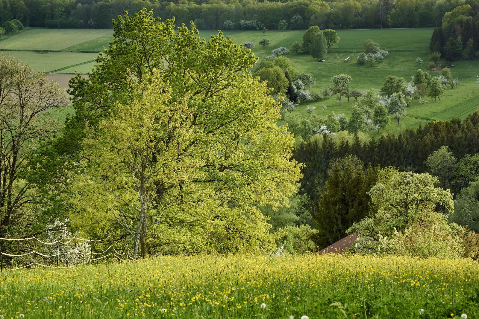 Sony ILCA-77M2 sample photo. Nature, landscape, tree photography