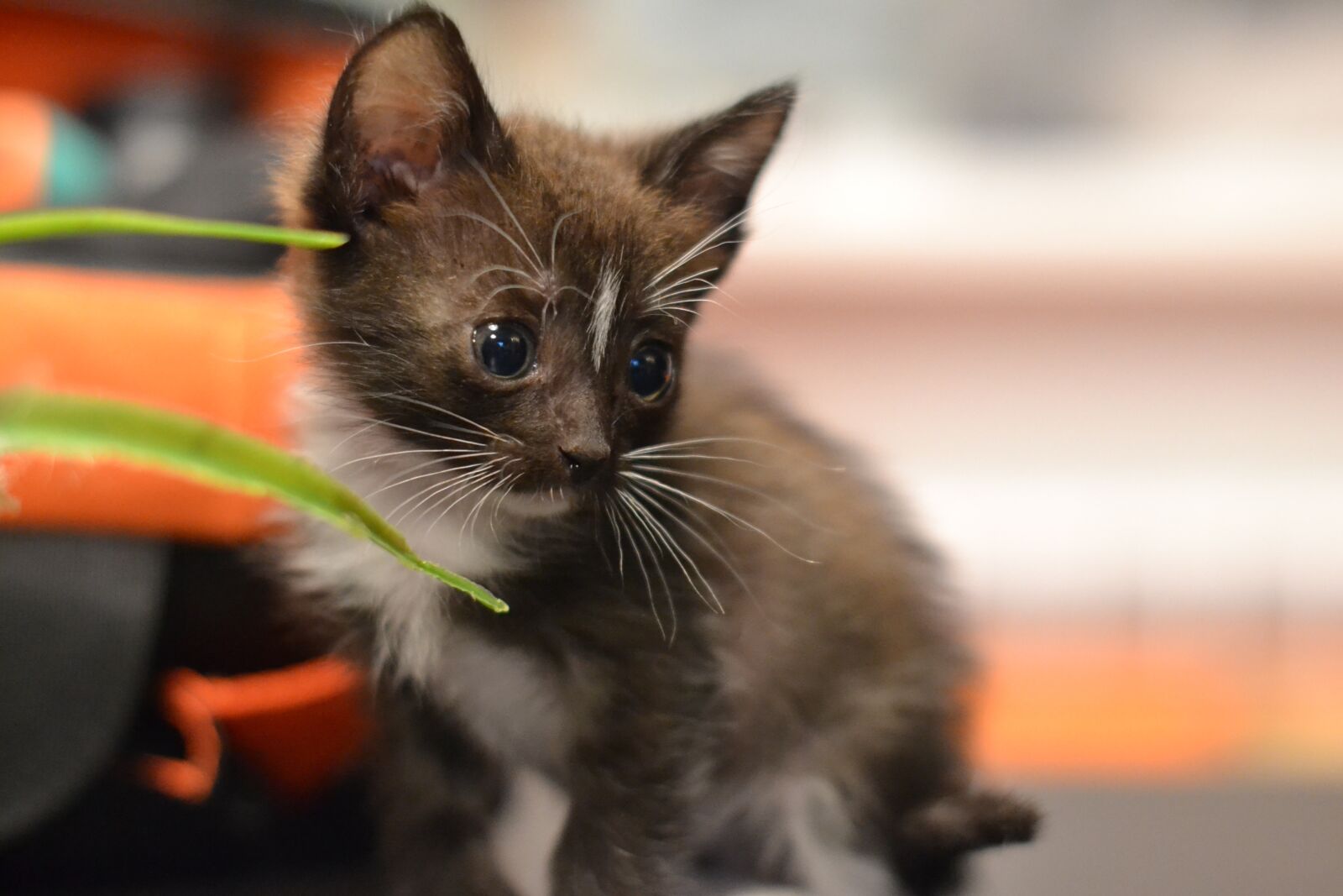 Nikon D3100 sample photo. Kitten, cute, fur photography