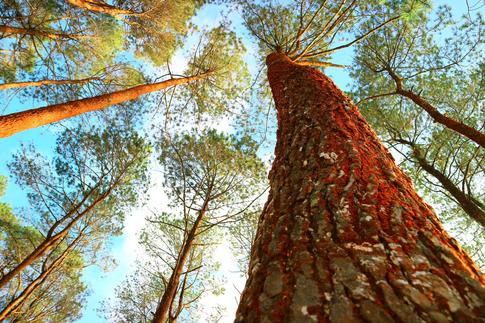 Canon EOS M3 sample photo. Tree, wood, nature photography