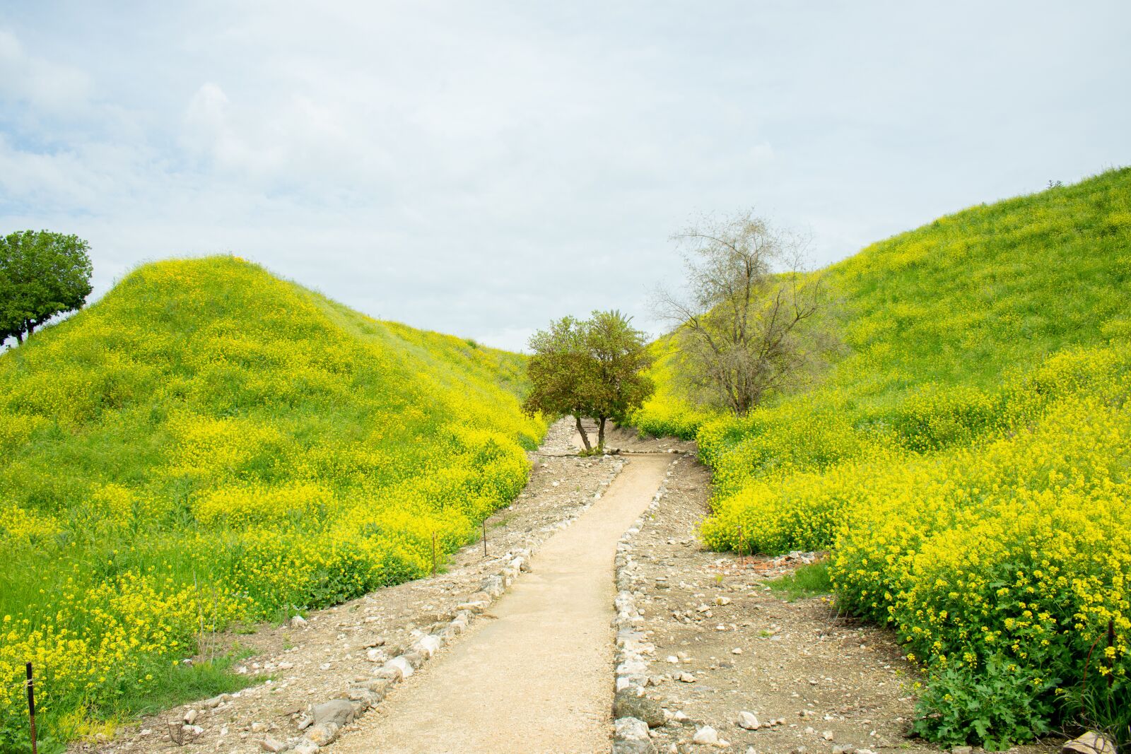 Nikon D7200 sample photo. Nature, landscape, yellow flowers photography